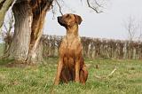 RODESIAN RIDGEBACK 096